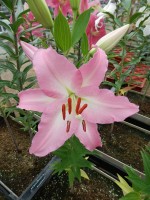 [4529 VH05 No02.JPG]